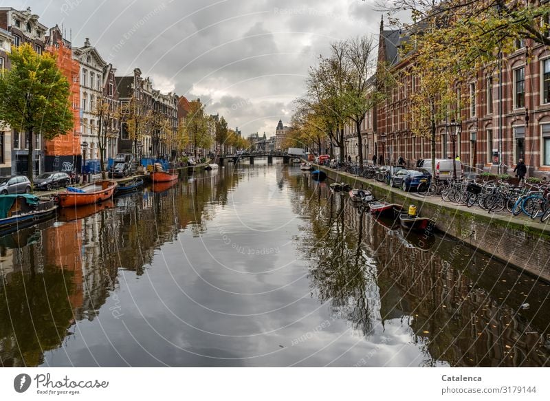 Architektur & Natur | wenn die Natur sich anpassen muss Stadt Straße Gebäude Bauwerk Fassade Fenster Haus Mauer Altstadt Gracht Grachtenhäuser Altbau Himmel