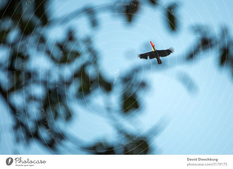 Riesentukan Ferien & Urlaub & Reisen Expedition Natur Wolkenloser Himmel Schönes Wetter Baum Urwald Wildtier Vogel 1 Tier Abenteuer erleben Querformat Brasilien