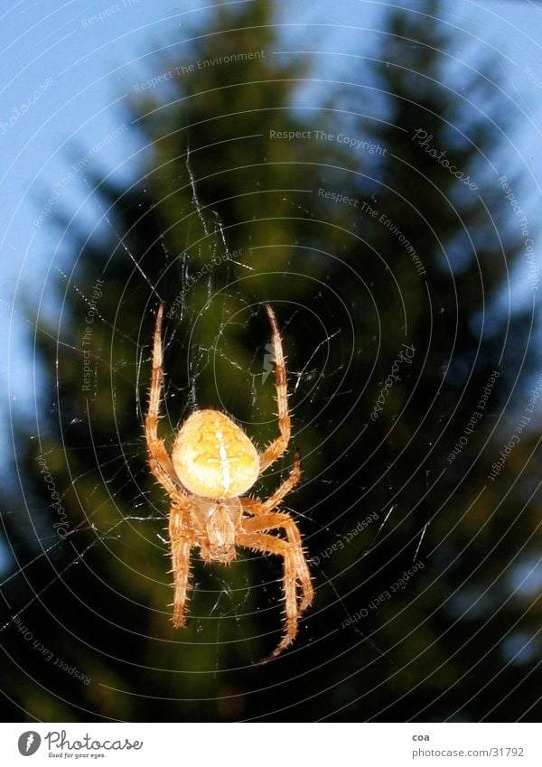 Spinne Tanne grün beige Tier Spinnennetz Unschärfe blau Beine Netz Himmel Rücken