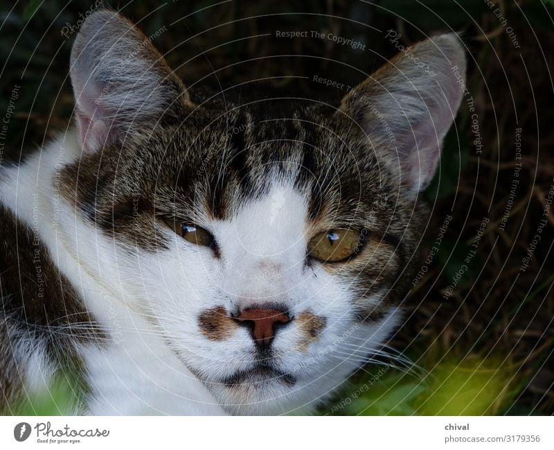 Skepsis Haustier Katze Tiergesicht 1 braun grau weiß Farbfoto Gedeckte Farben Außenaufnahme Tag Sonnenlicht Starke Tiefenschärfe Zentralperspektive Blick