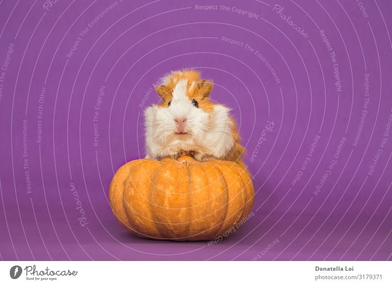 Liebenswertes Meerschweinchen mit Kürbis auf violettem Hintergrund Gemüse Bioprodukte Vegetarische Ernährung Feste & Feiern Halloween Tier Haustier 1 Diät klein