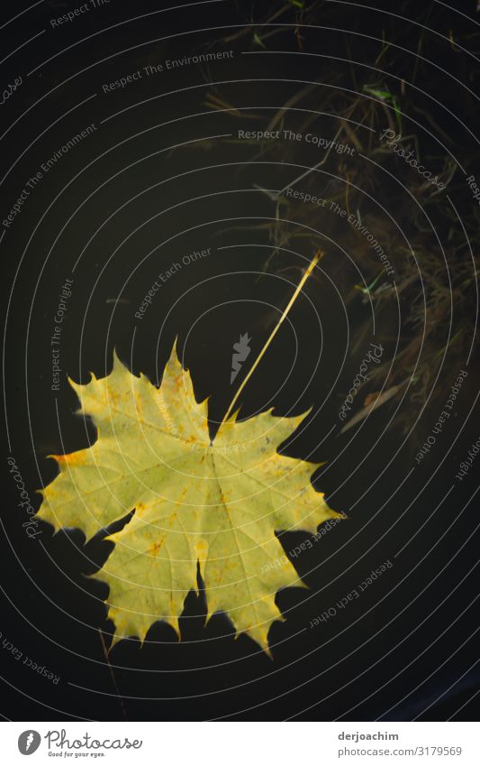 In das wasser gefallen ist das wunderschöne helle Blatt das im dunklem Wasser liegt. Freude Wohlgefühl wandern Umwelt Herbst Schönes Wetter Teich Bayern