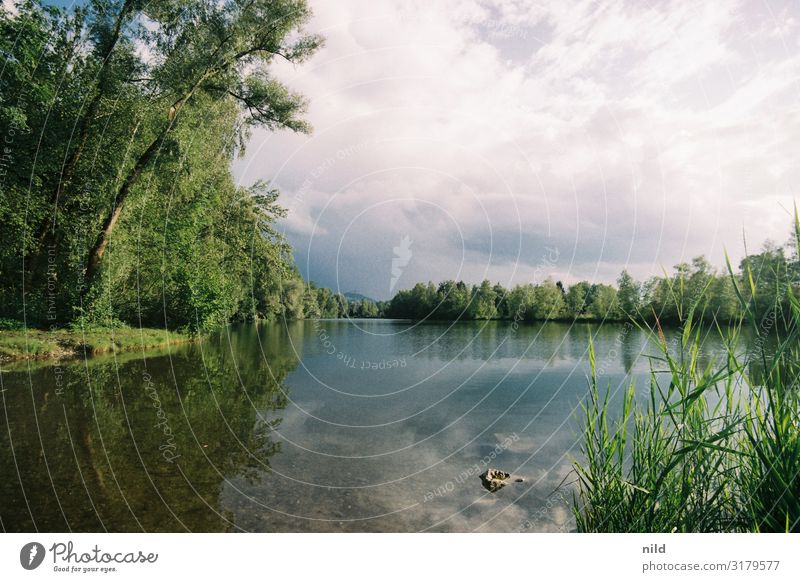 Alter Rhein Ferien & Urlaub & Reisen Tourismus Ausflug Freiheit Sommerurlaub Strand Umwelt Natur Landschaft Wasser Wolken Schönes Wetter Baum Sträucher Wald