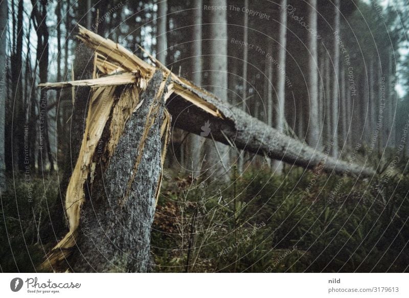 Baumbruch Umwelt Natur Pflanze Herbst Unwetter Sturm Wald bedrohlich dunkel kalt gelb grau Sturmschaden Baumstumpf Fichte Farbfoto Außenaufnahme Detailaufnahme