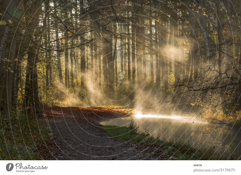 Fog rises on a sunny winter morning from a creek Winter Natur Nebel Wald Bach nass Sauberkeit copy space dirt fog forest path forest road landscape morning mist