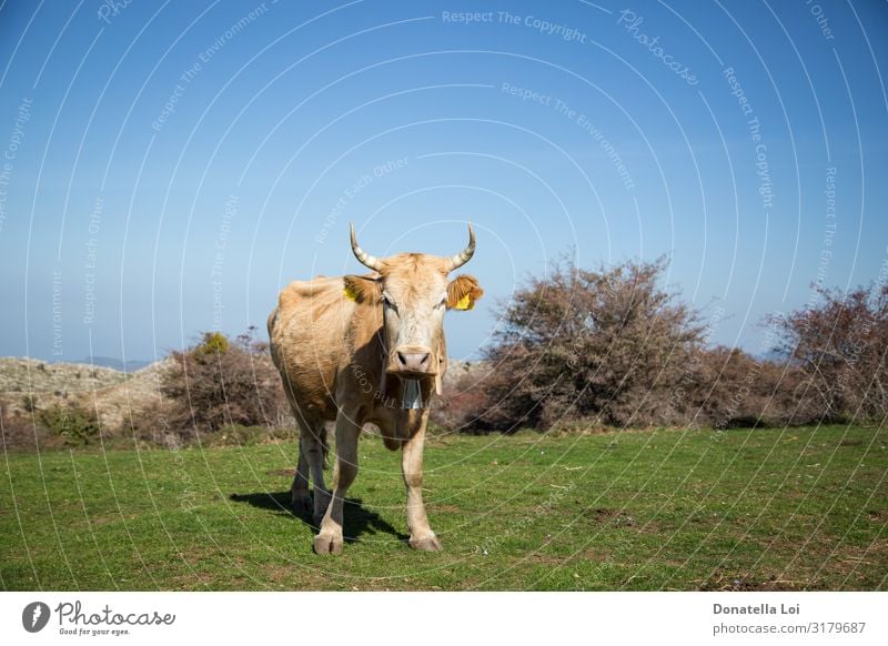 Auf dem Gras grasende Kühe Sommer Natur Pflanze Tier Schönes Wetter Wiese Feld Haustier Nutztier Kuh 1 Fressen gehen stehen grün Umwelt Blauer Himmel