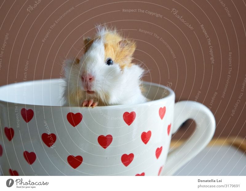 Porträt eines Meerschweinchens in der Tasse Becher Tier Haustier 1 Herz füttern Blick klein lustig Sympathie Abessinier Textfreiraum im Innenbereich im Inneren