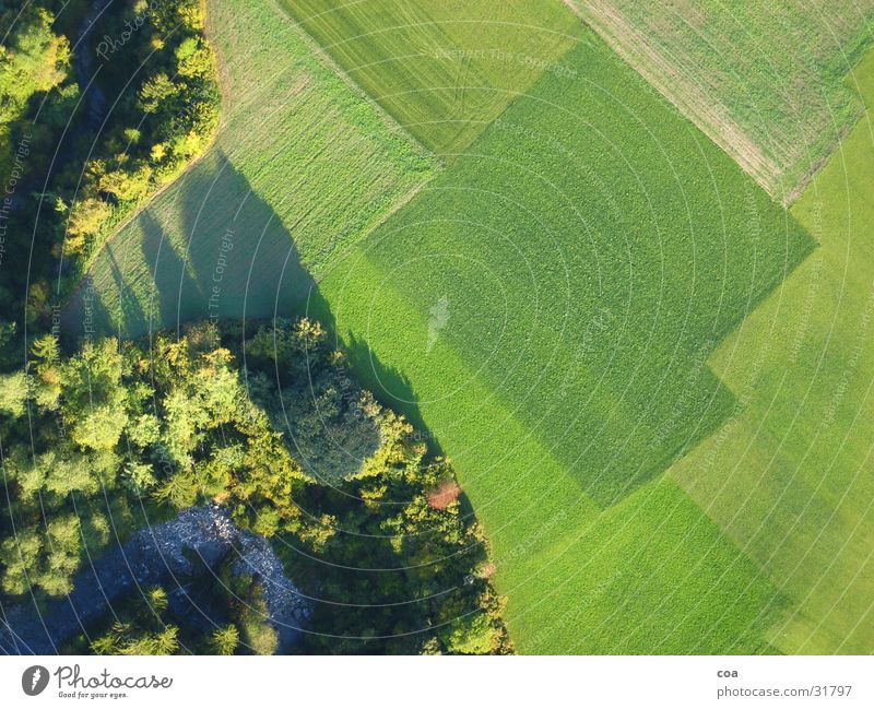 Felder Muster Baum Wellen grün Linie