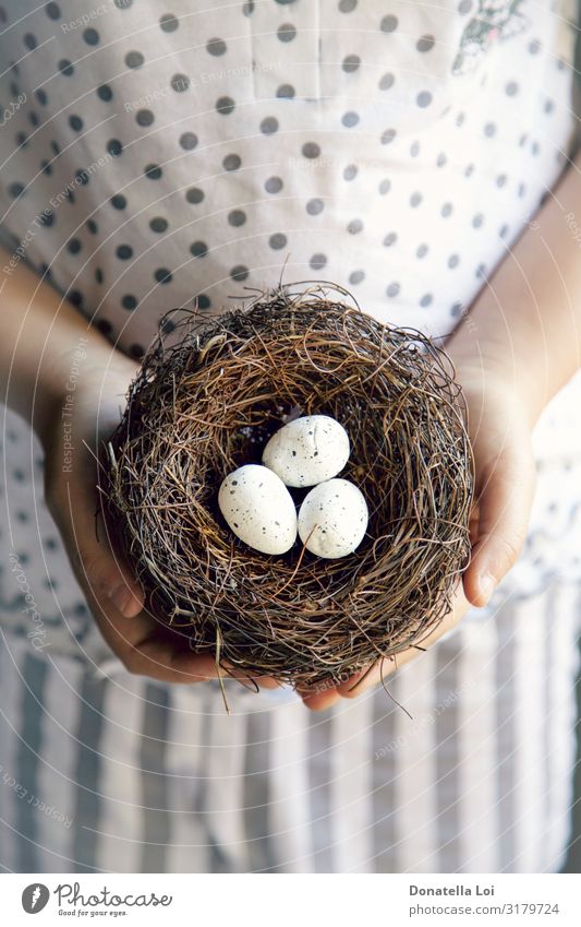 Hände eines kleinen Mädchens, das ein Nest mit Eiern hält. Lebensmittel Kind Mensch Jugendliche Hand 1 füttern Born Kinderzimmer Halt kleines Mädchen Angebot