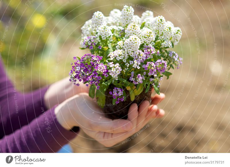 Hände halten kleine Pflanze Lifestyle Freizeit & Hobby Garten Natur Schönes Wetter Blume Topfpflanze Feld tragen einfach elegant frisch weiß Pflege fruchtbar