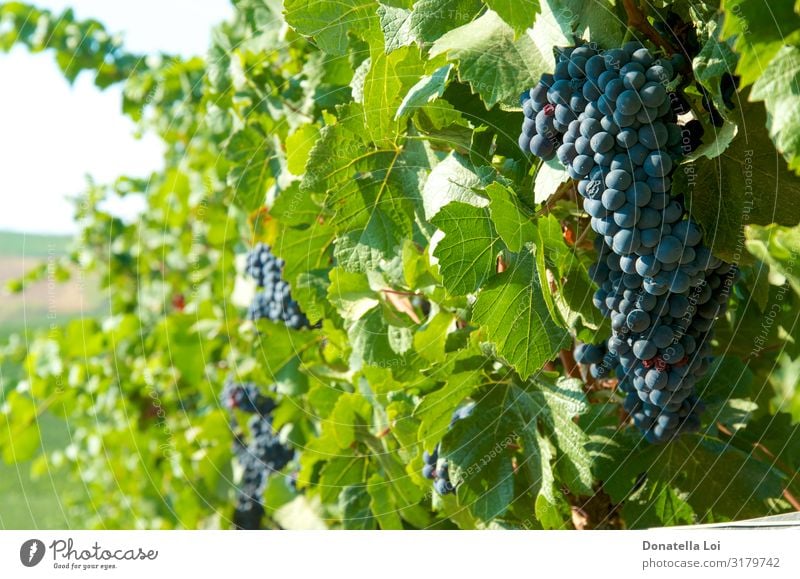 Schwarze Trauben auf den Weinbergen Lebensmittel Frucht Ernährung Essen Sommer Landwirtschaft Forstwirtschaft Umwelt Natur Herbst Schönes Wetter Blatt