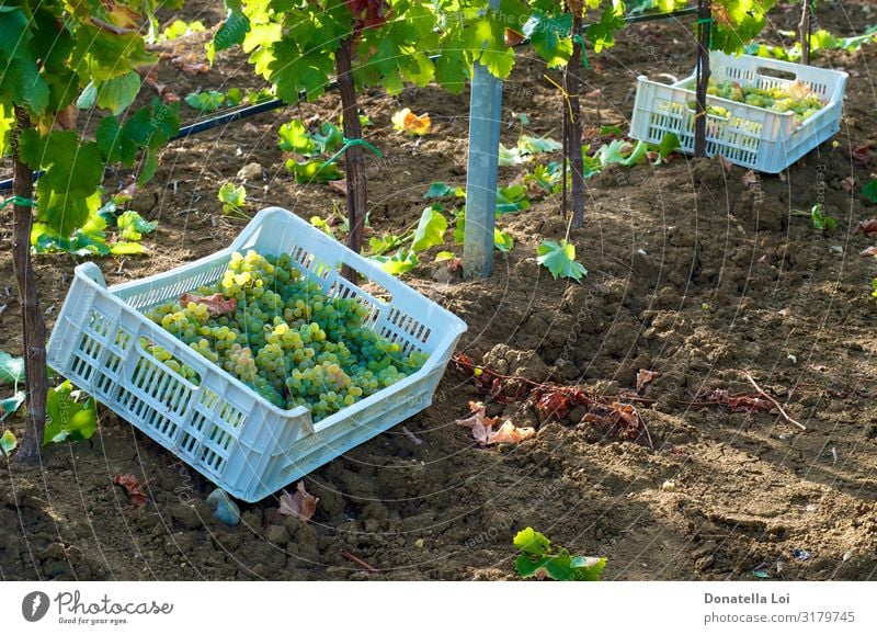 Traubenernte in Kisten Frucht Ernährung Essen Getränk Wein Sommer Pflanze Herbst Blatt Grünpflanze Nutzpflanze Feld Arbeit & Erwerbstätigkeit authentisch süß