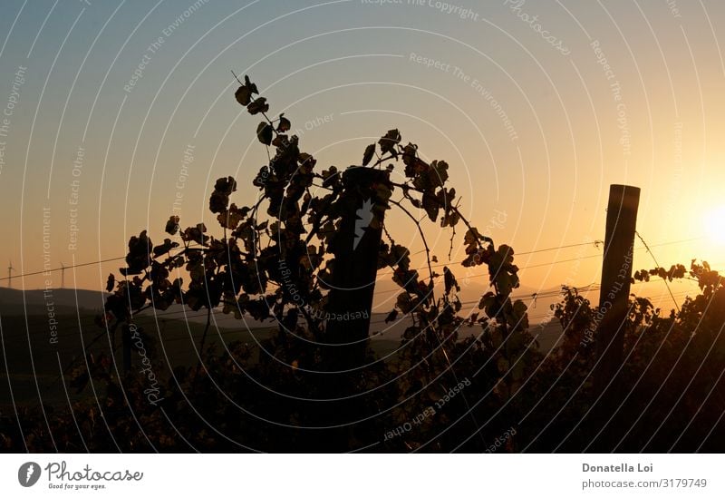 Sonnenuntergang in den Weinbergen schön Sommer Sommerurlaub Landwirtschaft Forstwirtschaft Landschaft Blatt Nutzpflanze Feld nachhaltig Ferien & Urlaub & Reisen