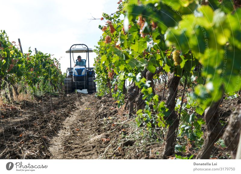 Traktor im Weinberg Lebensmittel Frucht Italienische Küche Lifestyle Sommer Arbeit & Erwerbstätigkeit Mensch 1 Natur Pflanze Sonnenlicht Herbst Blatt