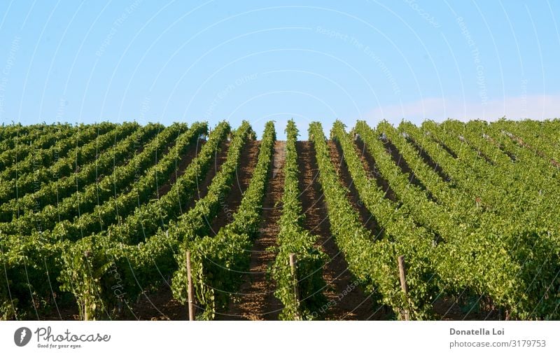 Weinbergslandschaft in Sizilien Sommer Natur Landschaft Nutzpflanze Feld Ferien & Urlaub & Reisen Freizeit & Hobby ländlich Farbfoto Außenaufnahme