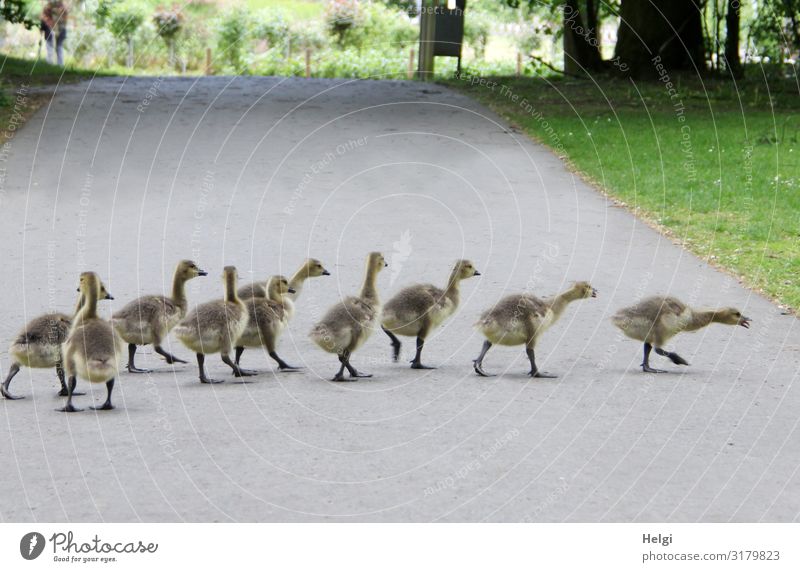 zehn Gänseküken watscheln hintereinander über eine schmale Straße Umwelt Natur Pflanze Tier Frühling Baum Gras Park Wildtier Gans Gössel Tiergruppe Tierjunges