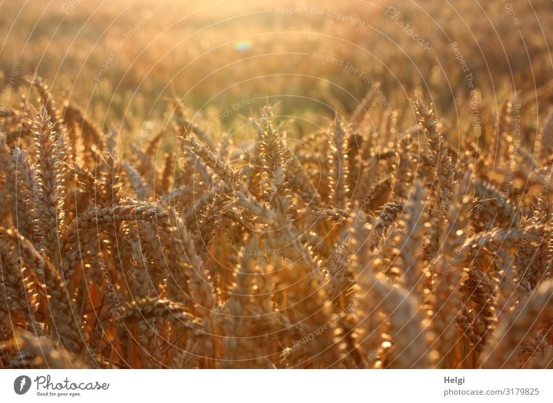 in der Abendsonne leuchtendes Getreide auf einem Kornfeld Lebensmittel Umwelt Natur Landschaft Pflanze Sommer Schönes Wetter Nutzpflanze Weizen Ähren Feld