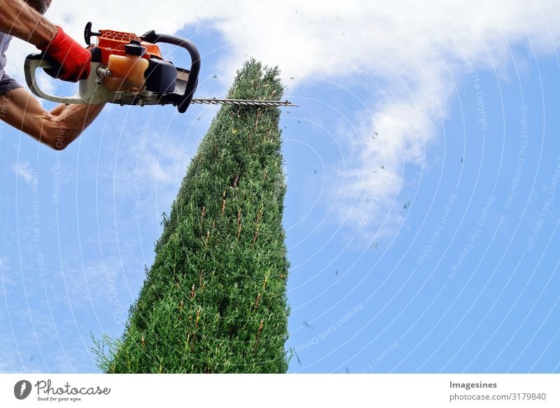 Heckenschnitt Arbeit & Erwerbstätigkeit Beruf Handwerker Gärtner Mensch 1 30-45 Jahre Erwachsene Natur Himmel Wolken Frühling Herbst Pflanze Baum Sträucher Tuja