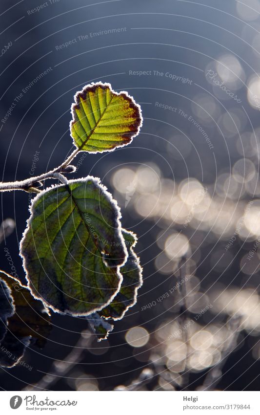 Zweig mit grünen Blättern und einem Rand aus Raureif vor blauem Hintergrund mit Bokeh Umwelt Natur Pflanze Wasser Herbst Schönes Wetter Eis Frost Blatt Park