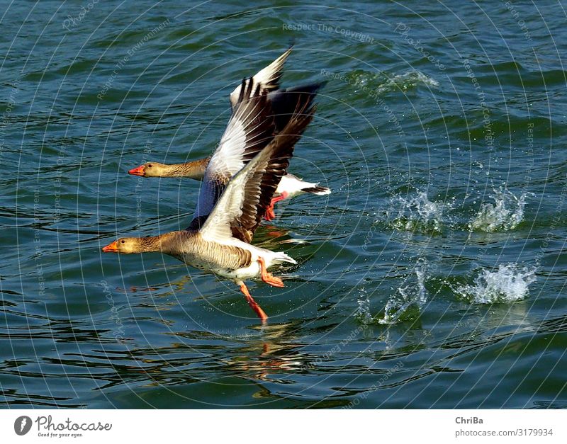 Wildgänse auf dem Ammersee Umwelt Natur Tier Wasser Schönes Wetter See Wildtier Vogel Gans Wildgans 2 Tierpaar fliegen frei natürlich Geschwindigkeit stark