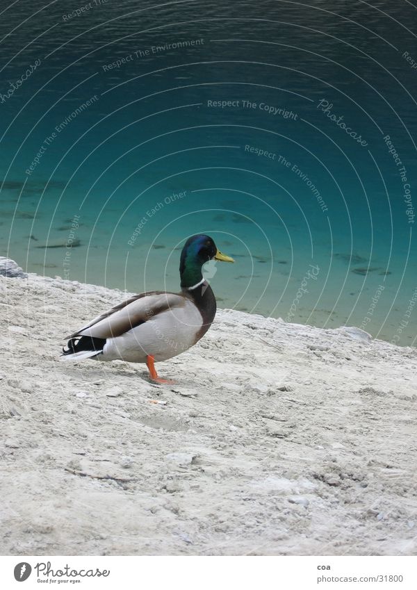 Enterich Erpel Feder grün grau Tier Schnabel Vogel caumasee Wasser Stein Sand Küste