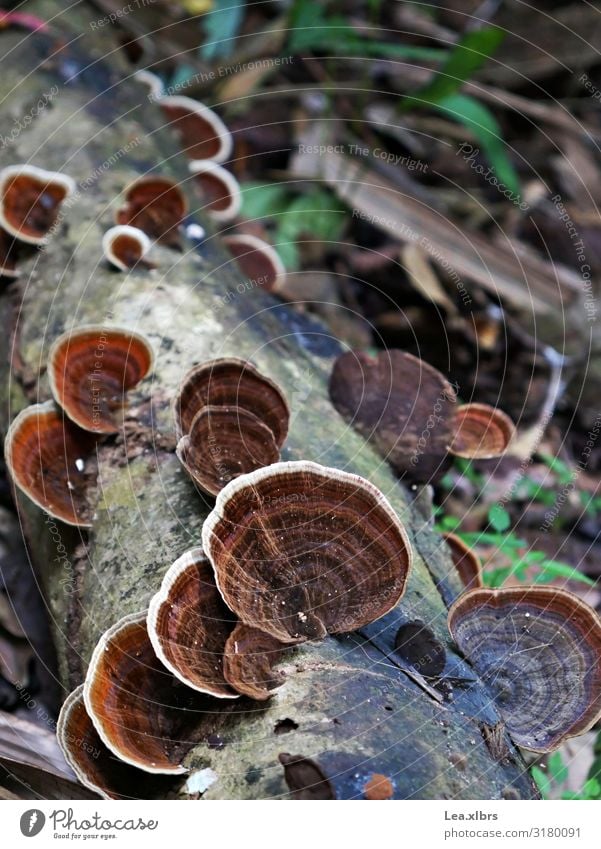 Baumpilz#1 Umwelt Natur Pflanze Tier Erde Sonnenlicht Sommer Klima Schönes Wetter Pilz Park Wald Urwald Holz Blick wandern braun ruhig Sammelgut Suche finden