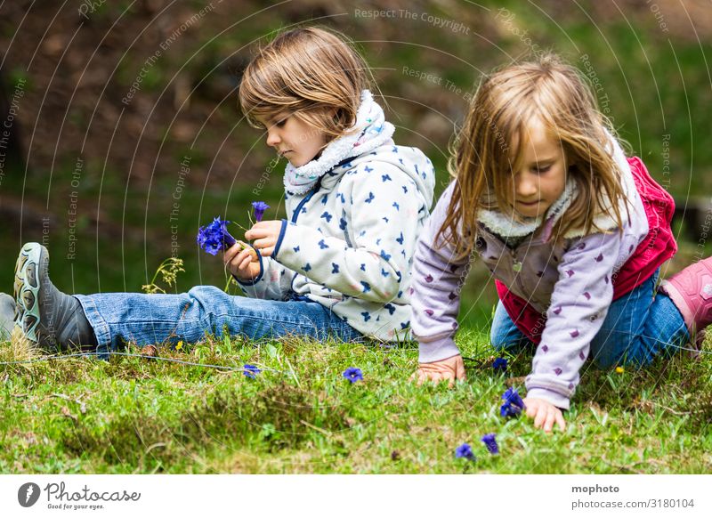 Enzian pflücken Ferien & Urlaub & Reisen Ausflug Abenteuer Berge u. Gebirge feminin Mädchen Geschwister Schwester Freundschaft Kindheit 2 Mensch 3-8 Jahre Natur