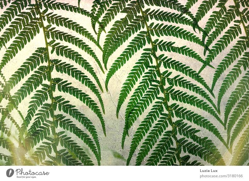 Farnwedel im Licht Sonnenlicht Herbst Pflanze Glas hell schön grün Farbfoto Gedeckte Farben Innenaufnahme Tag Kunstlicht Schatten Silhouette