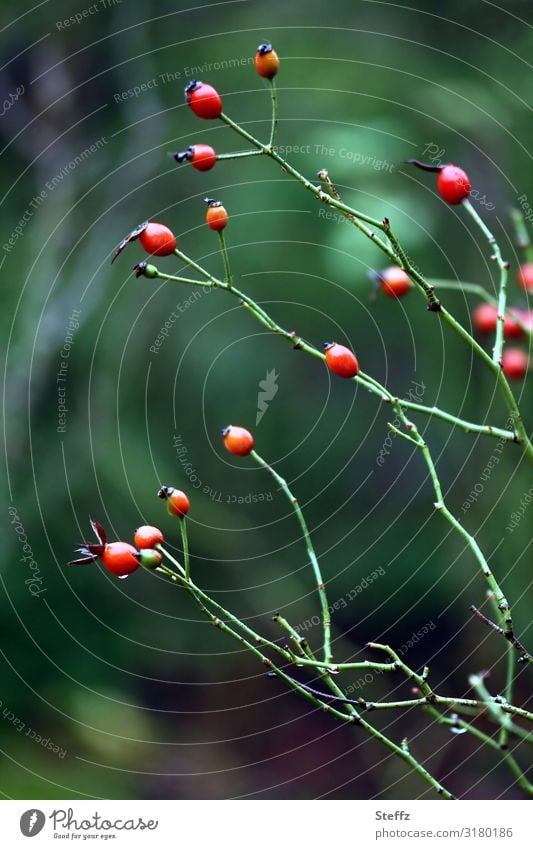 Hagebutten Beeren schneelos schneeloser Winter schneeloser Januar Klima Klimawandel Jahreszeiten Wetter heimisch blattlos blattloser Strauch Beerensträucher