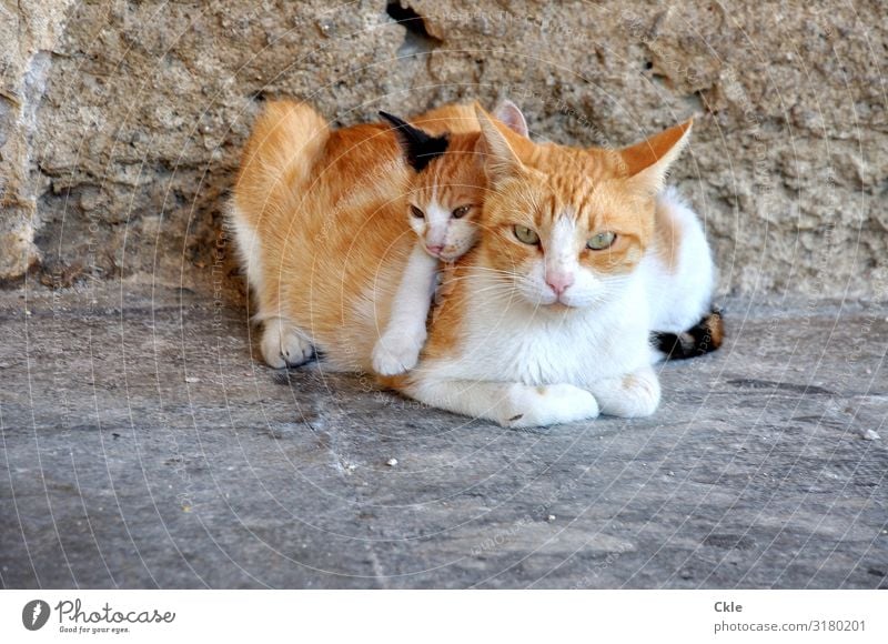 Familie Umwelt Bauwerk Mauer Wand Fassade Tier Haustier Wildtier Katze Tiergesicht Fell Katzenmutter 2 Tierpaar Tierjunges Stein beobachten berühren Erholung