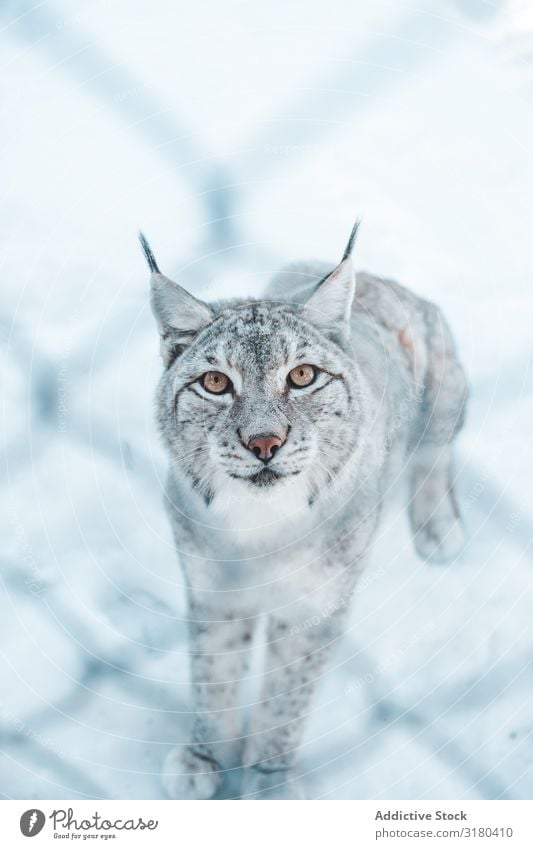 Luchs auf Schneefeld hinter einem Gitter Winter gefährlich wild Frost Holz Berge u. Gebirge Park Jahreszeiten Tier Säugetier Natur Tierwelt Jäger Biest selten