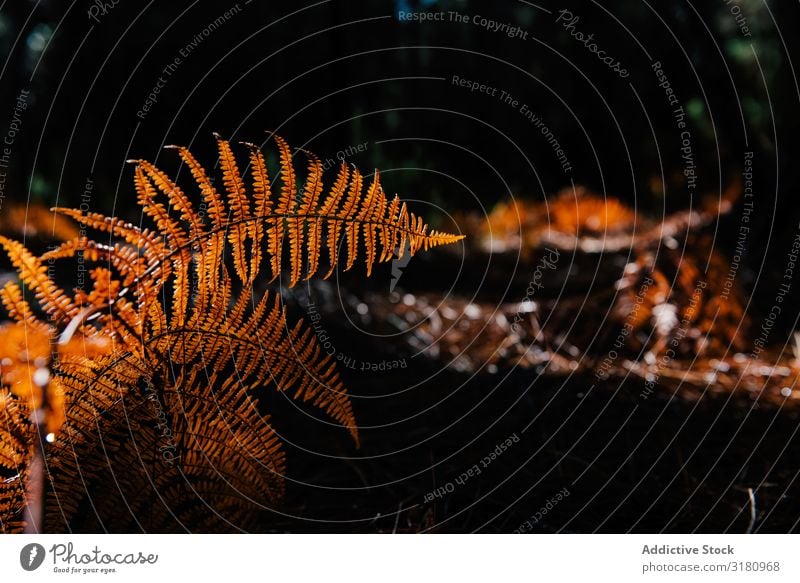 Trockene Farnblätter im dunklen Wald Blatt Kanaren Spanien Natur Pflanze regenarm Wachstum dunkel Umwelt Botanik Herbst Jahreszeiten Menschenleer harmonisch