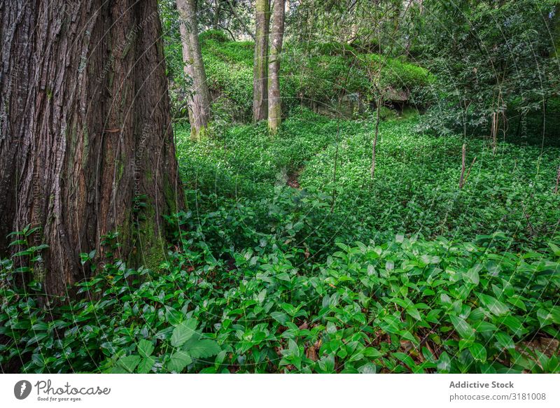 Fantastischer Wald in den galizischen mythologischen Bergen, Spanien Galicia Europa Park grün Ferien & Urlaub & Reisen Landschaft Umwelt Außenaufnahme nass