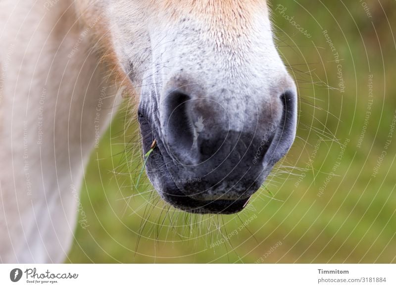 Vorne Umwelt Natur Tier Dänemark Pferd 1 stehen nah natürlich braun grün weiß Gefühle Nüstern nass Farbfoto Außenaufnahme Menschenleer Tag Tierporträt