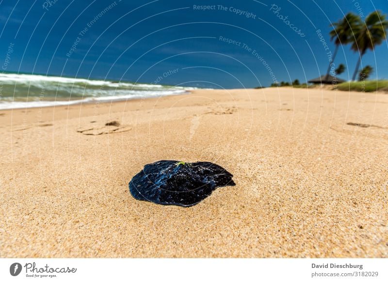 Öl im Paradies Ferien & Urlaub & Reisen Umwelt Natur Landschaft Schönes Wetter Küste Strand Meer Insel bedrohlich Klima Güterverkehr & Logistik