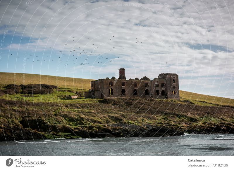 Fabrikruine an der Küste, ein Rabenschwarm umkreist sie Landschaft Urelemente Himmel Wolken Herbst Schönes Wetter Gras Wiese Hügel Felsen Wellen Strand Bucht