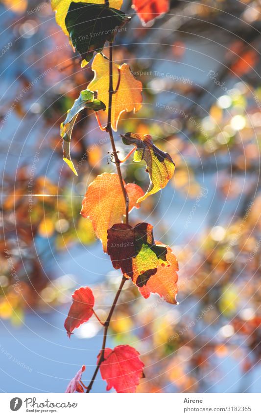 es liegt ein Leuchten in der Luft Herbst Herbstlaub gold Zweig rot glänzend leuchten Himmel Blatt Baum Sonnenlicht positiv zart lichtvoll orange himmelblau