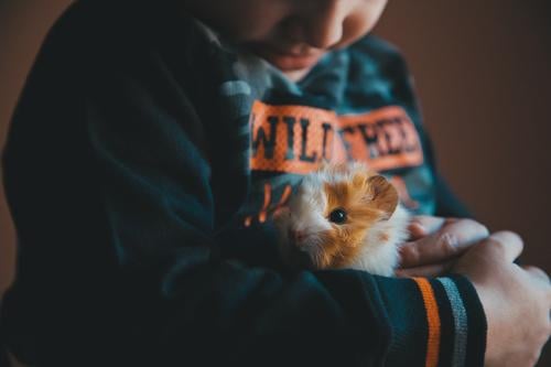 Kleines Meerschweinchen in den Händen des Kindes Freude Glück Kleinkind Junge Freundschaft Kindheit Hand 1 Mensch 1-3 Jahre Tier Haustier Lächeln Fröhlichkeit