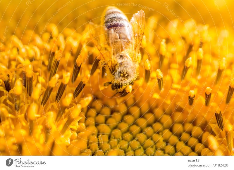 Honey bee covered with yellow pollen collecting sunflower nectar Sommer Umwelt Natur Klima Klimawandel Pflanze Garten Wiese Feld Tier Nutztier Biene 1 gelb