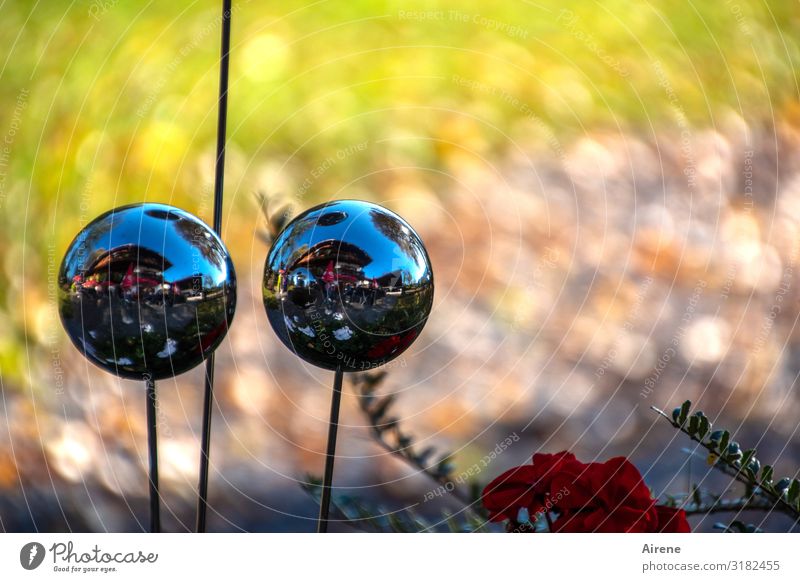 Glubsch Schönes Wetter Blume Garten Dekoration & Verzierung Glaskugel Zierpflanze Rosenkugel Gartenkugel Gartenkunst Kugel leuchten ästhetisch glänzend rund