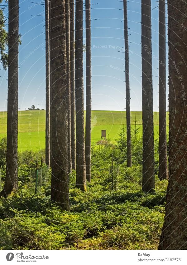 Schwarzwald Jagd Ferien & Urlaub & Reisen Tourismus Abenteuer wandern Umwelt Natur Landschaft Himmel Baum Wald Baumstamm Baden-Württemberg Deutschland Europa