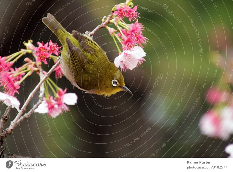 Mejiro in Japan während der Kirschblüten-Saison Pflanze Tier Frühling Schönes Wetter Baum Blüte Tokyo Vogel mejiro grün rosa Tierliebe Idylle Japanisch