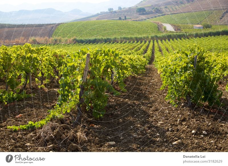 Weinberge in Sizilien Frucht Italienische Küche Sommer Landwirtschaft Forstwirtschaft Industrie Natur Landschaft Pflanze Erde Herbst Blatt Nutzpflanze Feld