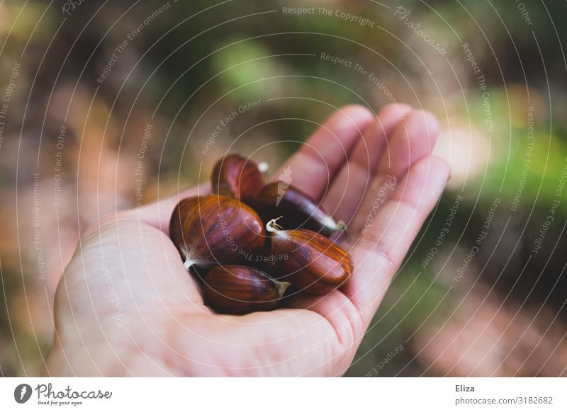 Schatz vom Waldboden Hand lecker Natur Bioprodukte unverpackt Maronen gesammelt Sammlung Gesundheit Kastanie Herbst Waldfrucht Nuss braun nachhaltig essbar