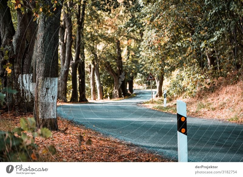 Allee in Brandenburg Ferien & Urlaub & Reisen Tourismus Ausflug Abenteuer Ferne Freiheit Umwelt Natur Landschaft Sommer Schönes Wetter Blume Wald Hügel Verkehr