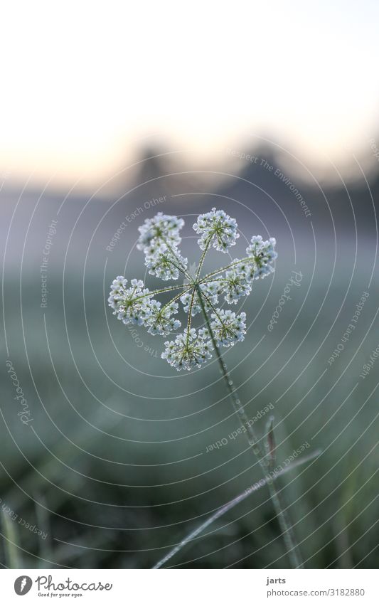 frostblüten Natur Pflanze Herbst Winter Klima Eis Frost Blume Wiese Feld frisch kalt nass natürlich Farbfoto Gedeckte Farben Außenaufnahme Nahaufnahme