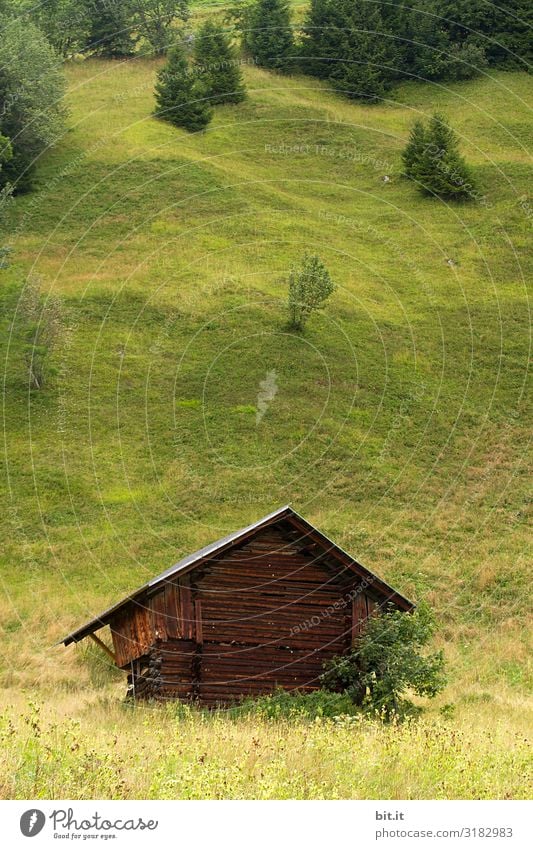 Hanglage Umwelt Natur Landschaft Pflanze Baum Grünpflanze Wiese Wald Hügel Berge u. Gebirge grün Berner Oberland Hütte Hüttenferien Schuppen Haus Holzhütte