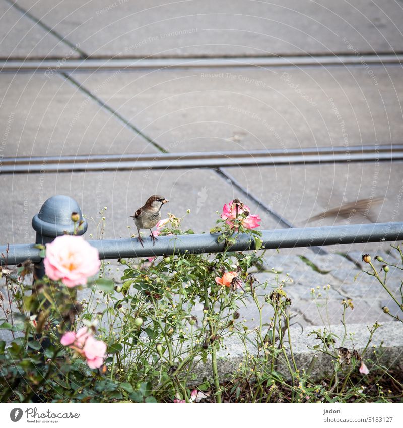 straßenbegleitgrün mit spatz und flüchtigem spatz. Blume Rose Vogel Spatz Sperling Tier Außenaufnahme Tierporträt Natur Menschenleer Umwelt Stange Wildtier