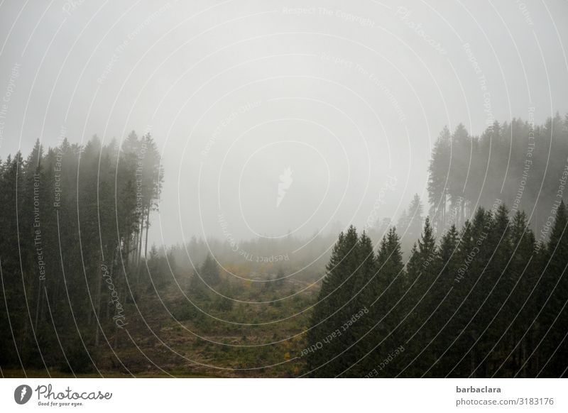 !Trash 2019! | kalter, trüber Morgen Landschaft Urelemente Himmel Nebel Eis Frost Wald Schwarzwald Stimmung Beginn Horizont Klima Natur Ferne Farbfoto