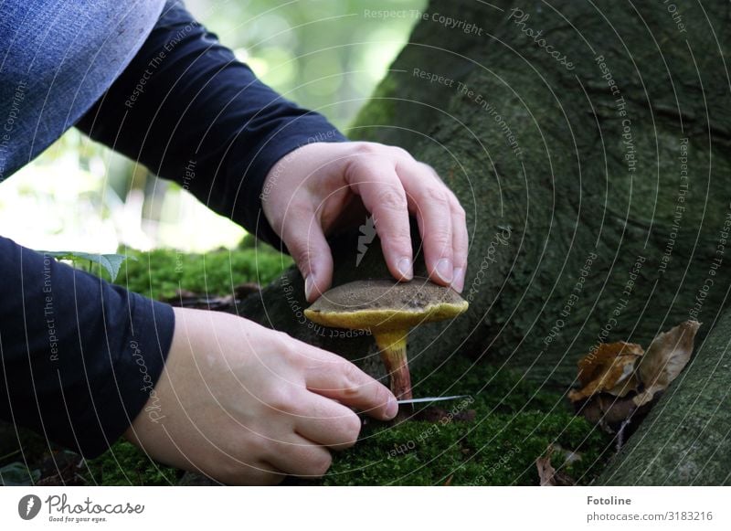 Ernte Mensch feminin Kind Mädchen Kindheit Haut Arme Hand Finger 1 Umwelt Natur Landschaft Pflanze Urelemente Erde Herbst Schönes Wetter Baum Moos Wald nah